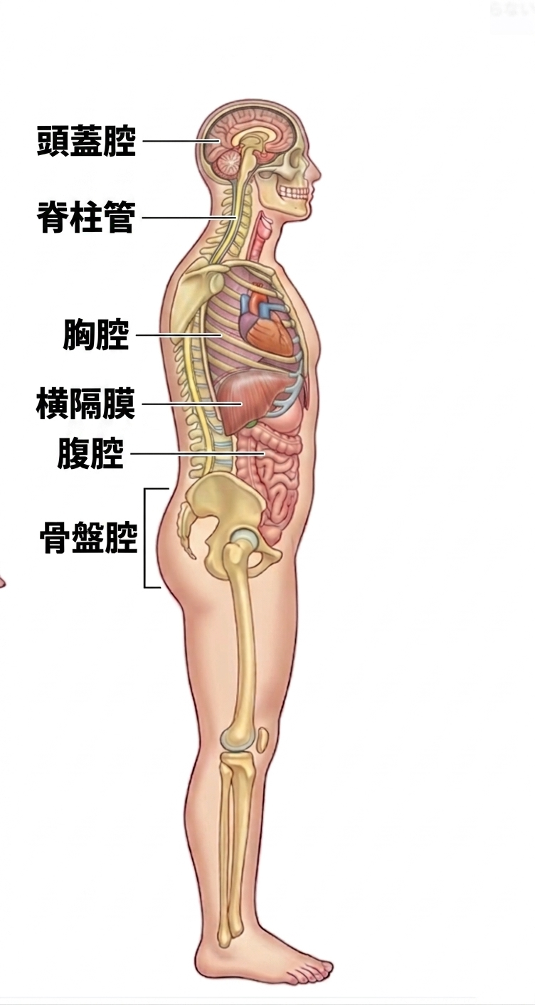 体内の内腔