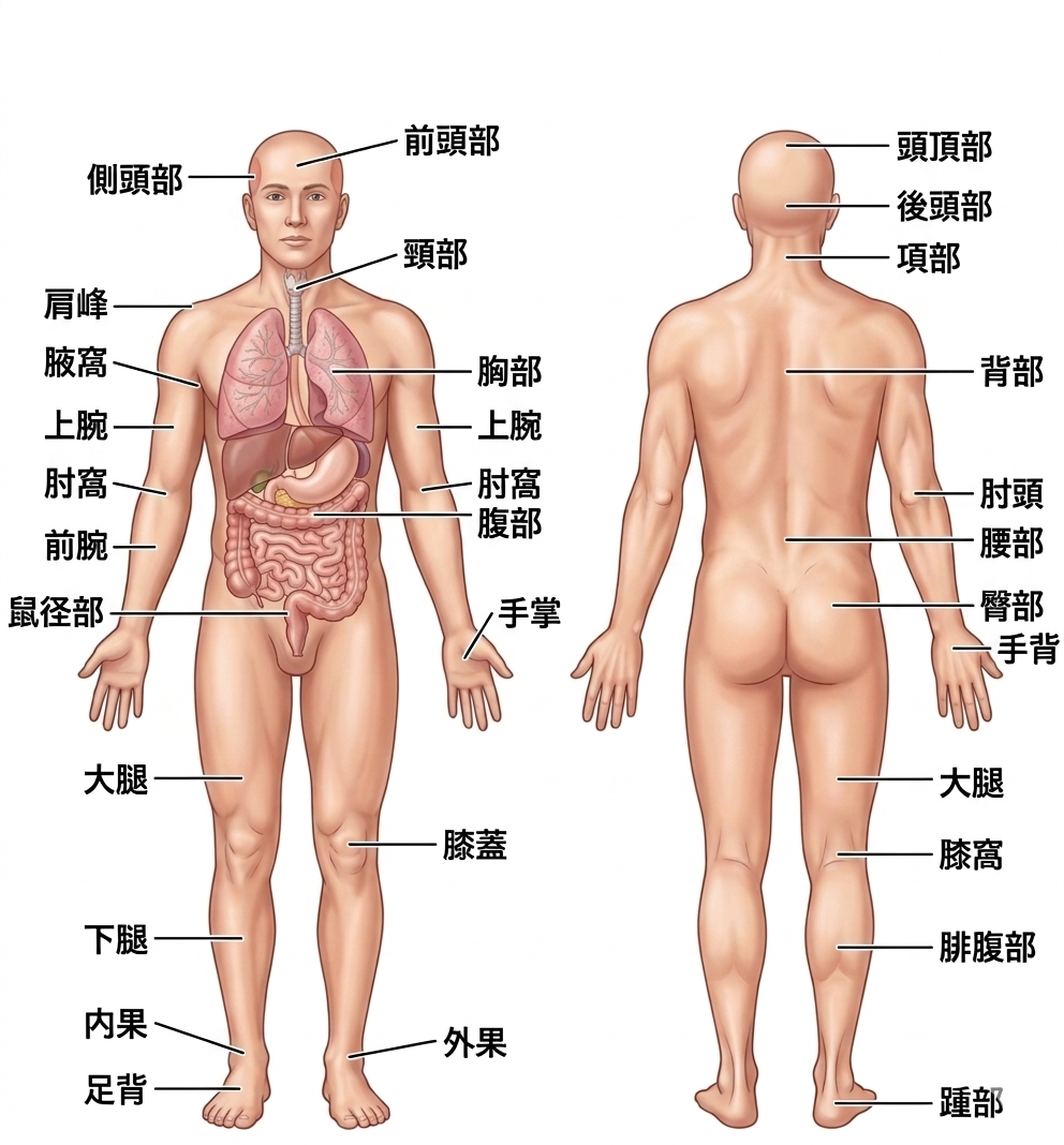 身体部位の用語