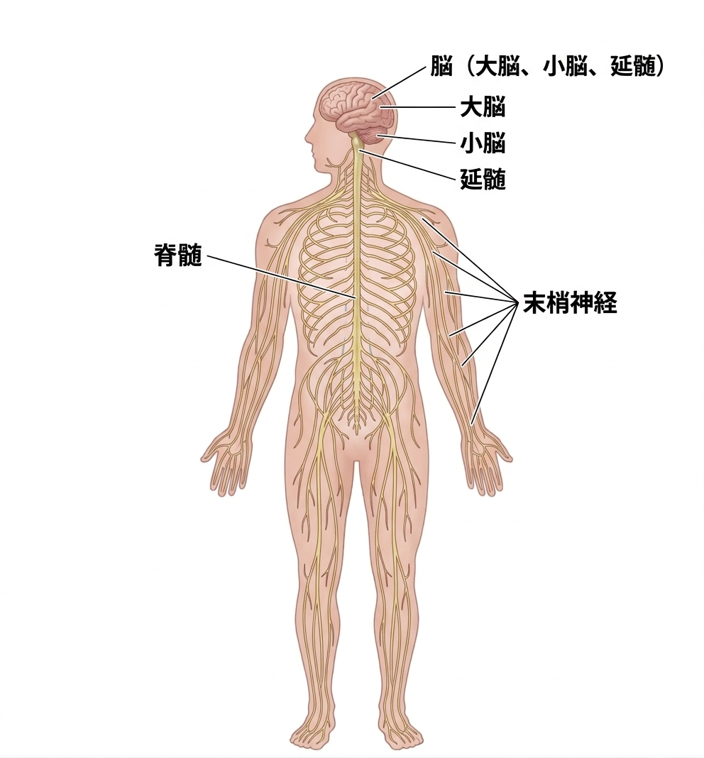 神経系