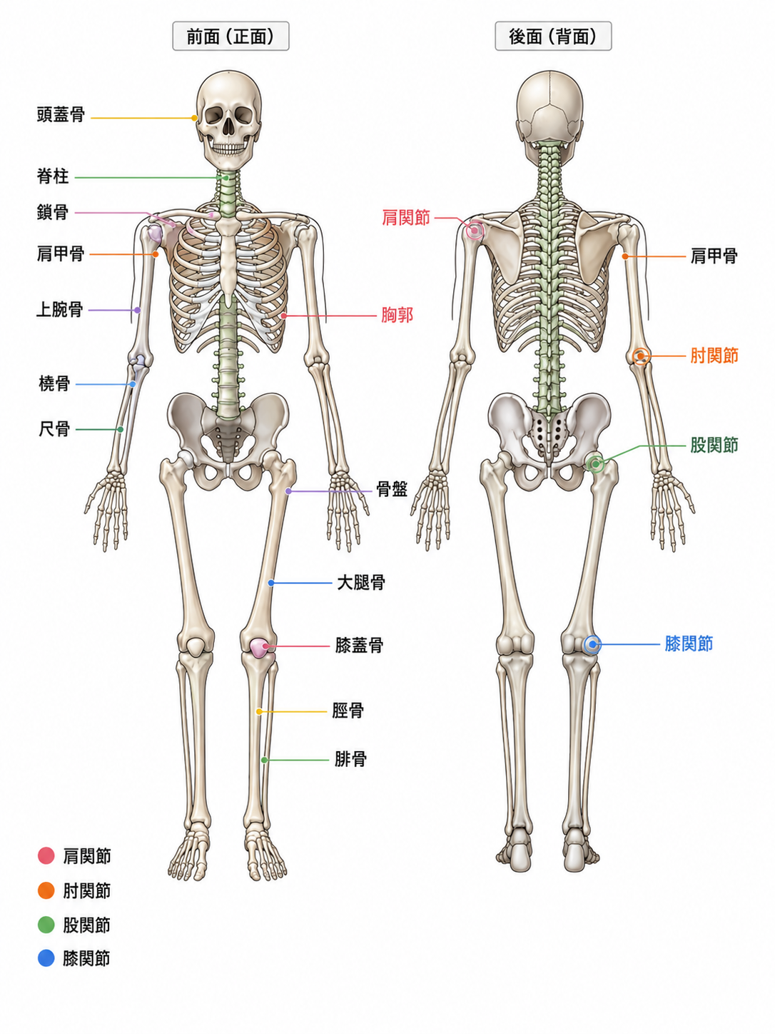骨格